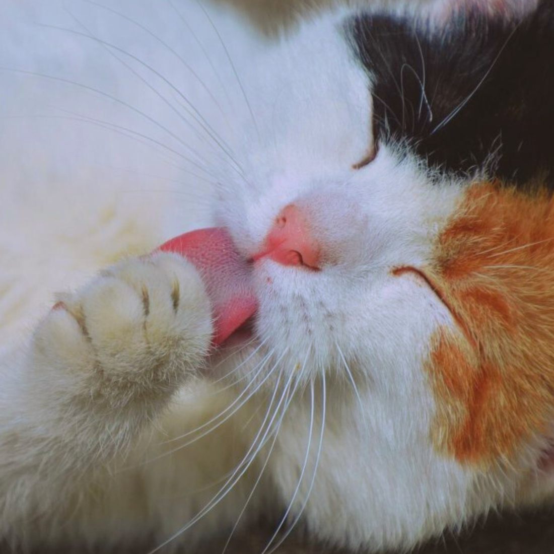 Everything You Need to Know About Bathing Cats