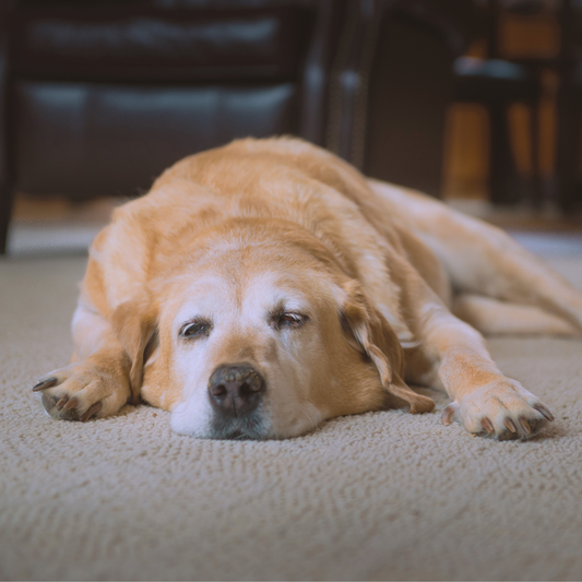 Why Does My Dog Have Diarrhea? How Canigest Can help.