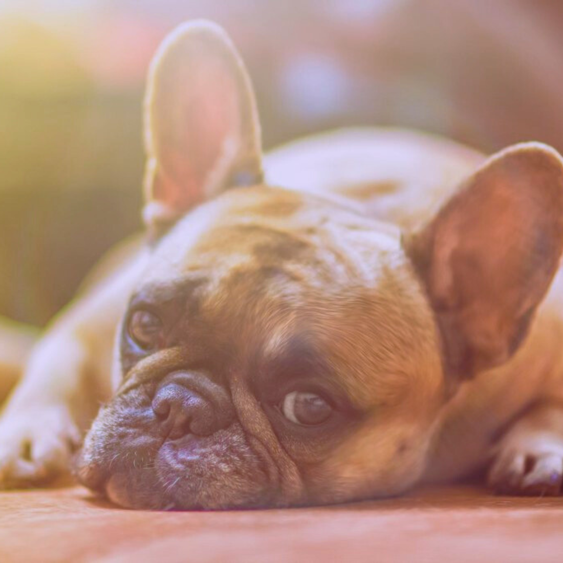 How To Treat A Constipated Dog: 4 Things You Can Give Them