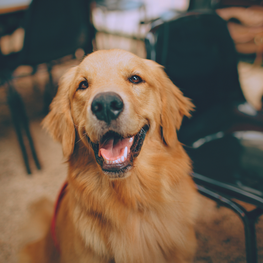 6 Simple Ways to Keep Your Dog’s Coat Shiny and Healthy