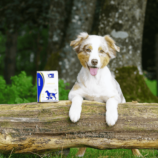 A happy dog beside a box of Omeglo