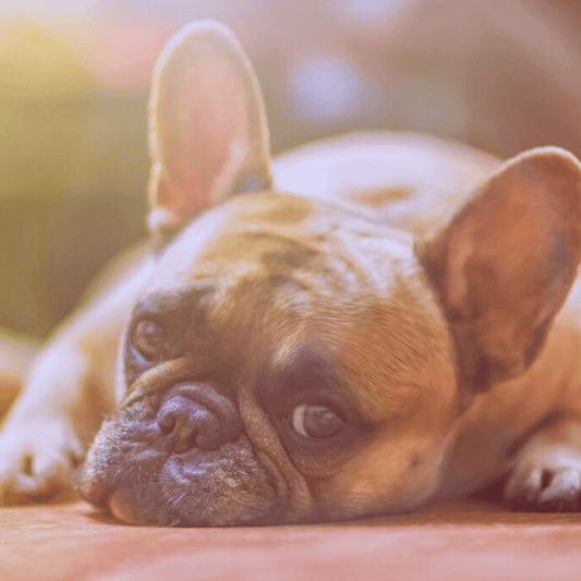 A French Bulldog relaxing, representing the focus of the article: How To Treat A Constipated Dog 4 Things You Can Give Them.