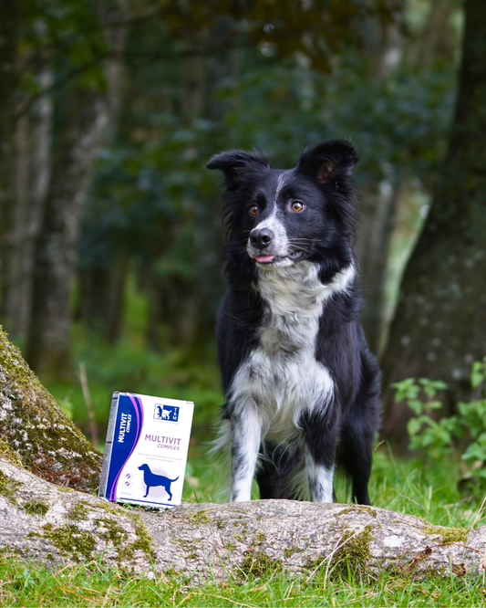 Dog standing near Multivitamin Supplements for pets, highlighting their importance for pet health.
