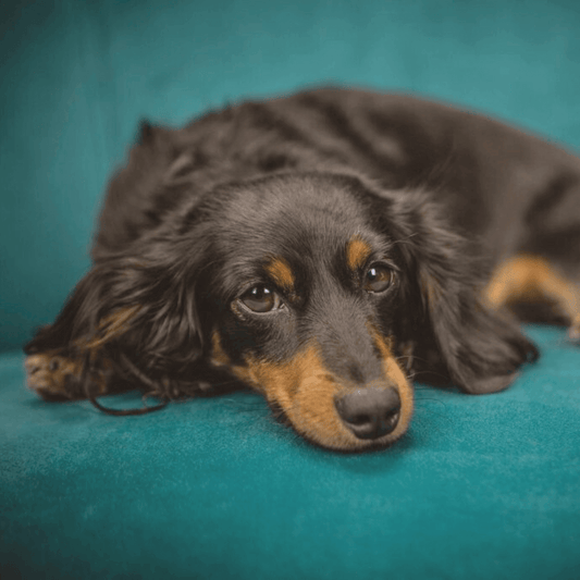 A sad-looking dog resting on a couch, illustrating symptoms of arthritis in pets.