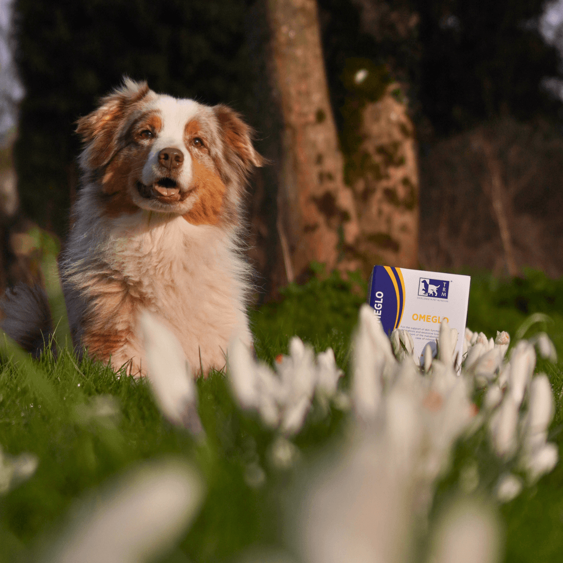 Support Healthy Skin & a Glossy Coat with Omeglo featuring a happy dog in a grassy field.
