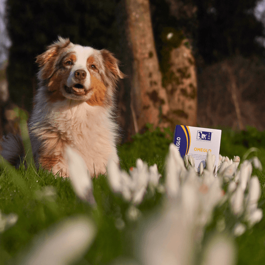 Support Healthy Skin & a Glossy Coat with Omeglo featuring a happy dog in a grassy field.