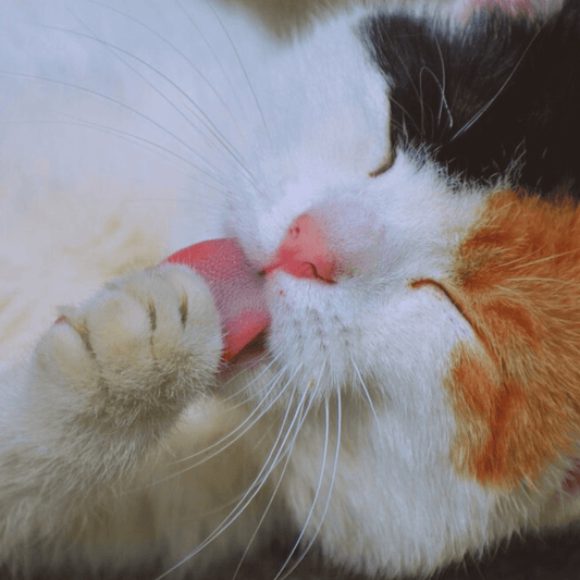 Everything You Need to Know About Bathing Cats