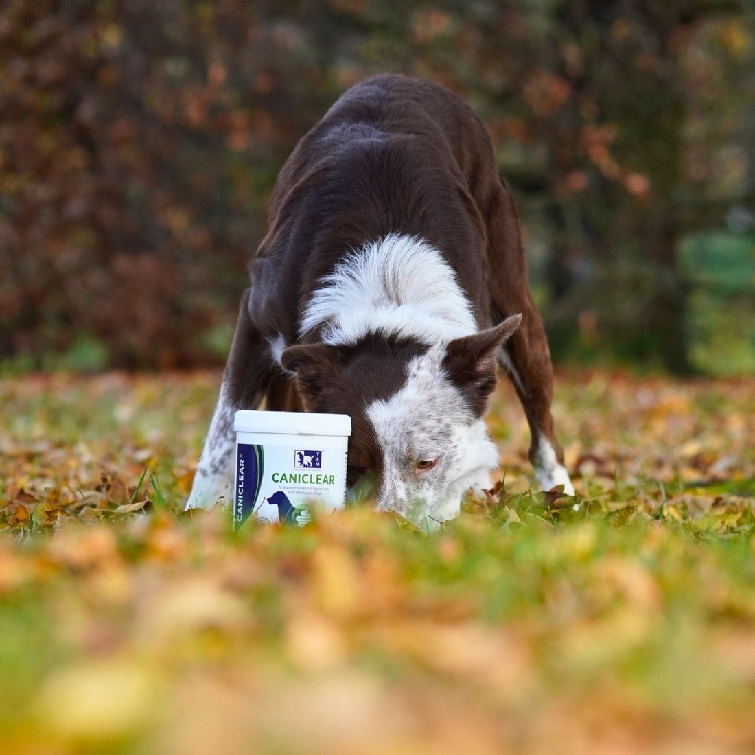 Dog anal gland support product placed next to a dog sniffing on the ground in a park surrounded by autumn leaves.
