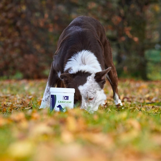 Dog anal gland support product placed next to a dog sniffing on the ground in a park surrounded by autumn leaves.