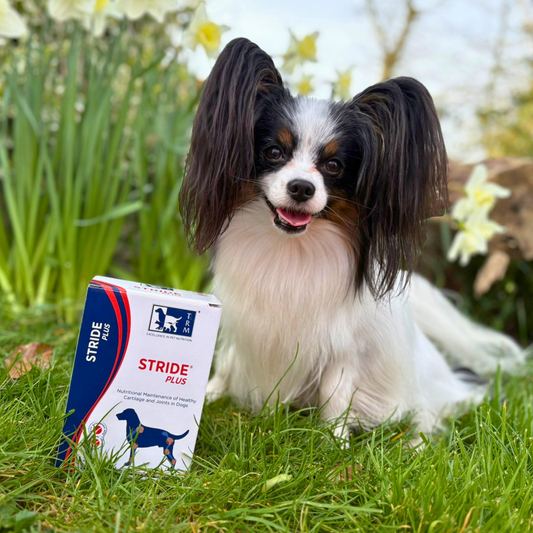 Stride Plus Long-Term Mobility Support for Your Dog