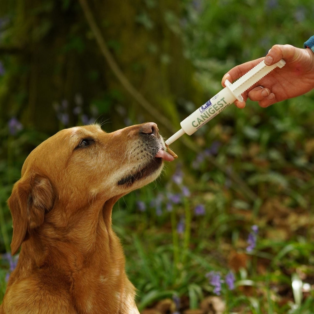 Dog receiving Canigest Combi Advanced Digestive Support for Everyday Gut Health from a syringe outdoors.