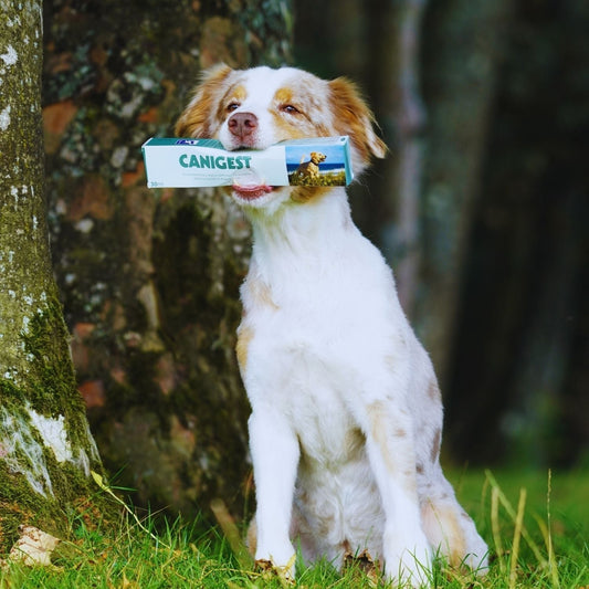 Dog holding Canigest product, highlighting care for upset stomach in dogs.
