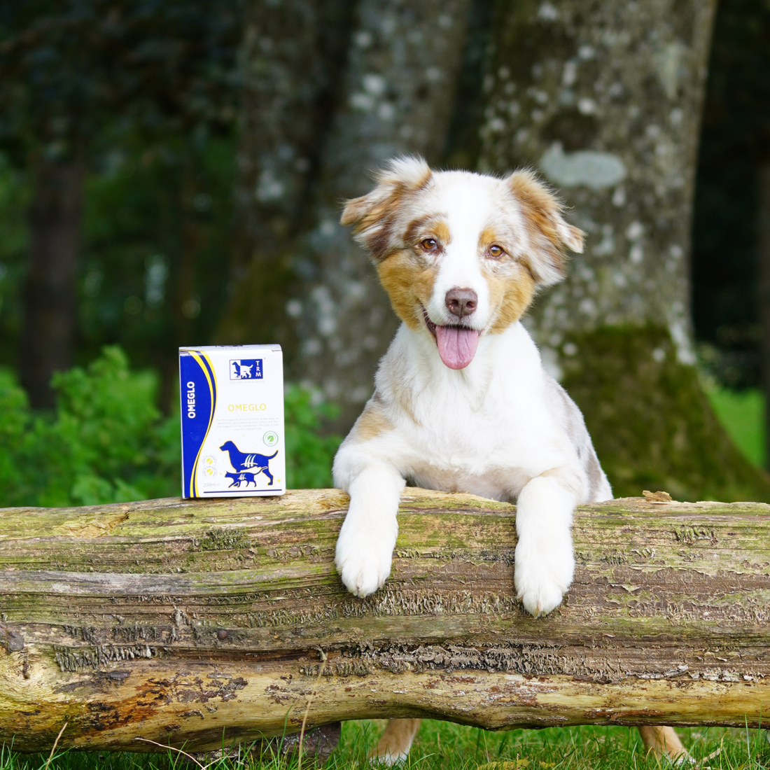 A happy dog beside a box of Omeglo