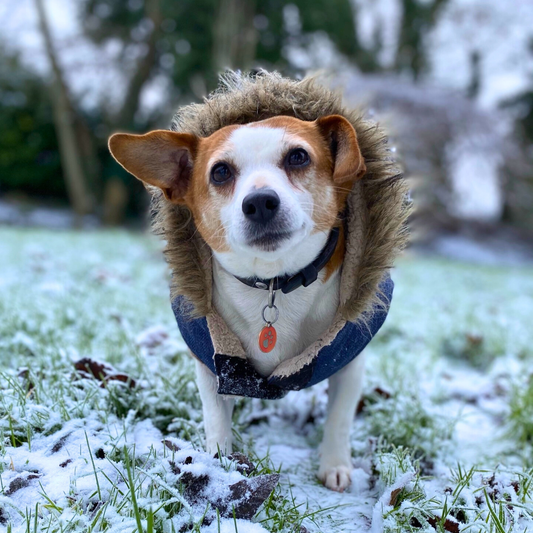 Protecting Your Dog’s Bones & Joints This Winter: Dog in snowy landscape wearing a warm coat.