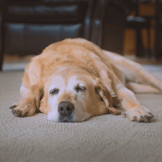 Why Does My Dog Have Diarrhea? How Canigest Can help. Dog lying on carpet looking unwell.