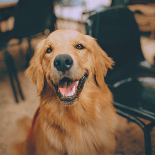 Golden retriever dog with a shiny coat, representing 6 Simple Ways to Keep Your Dog’s Coat Shiny and Healthy.