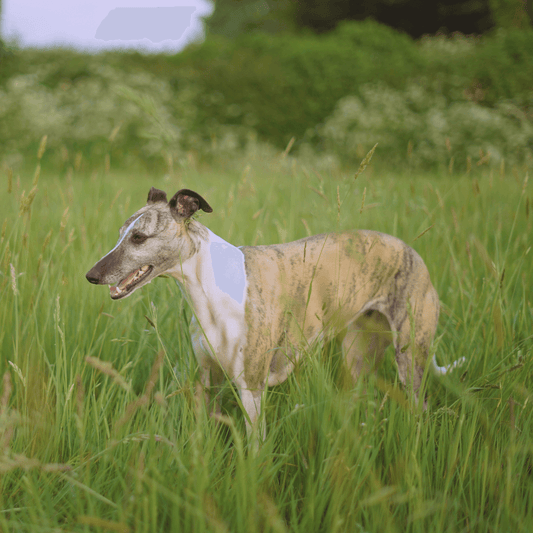 Will My Dog Benefit from Supplements?