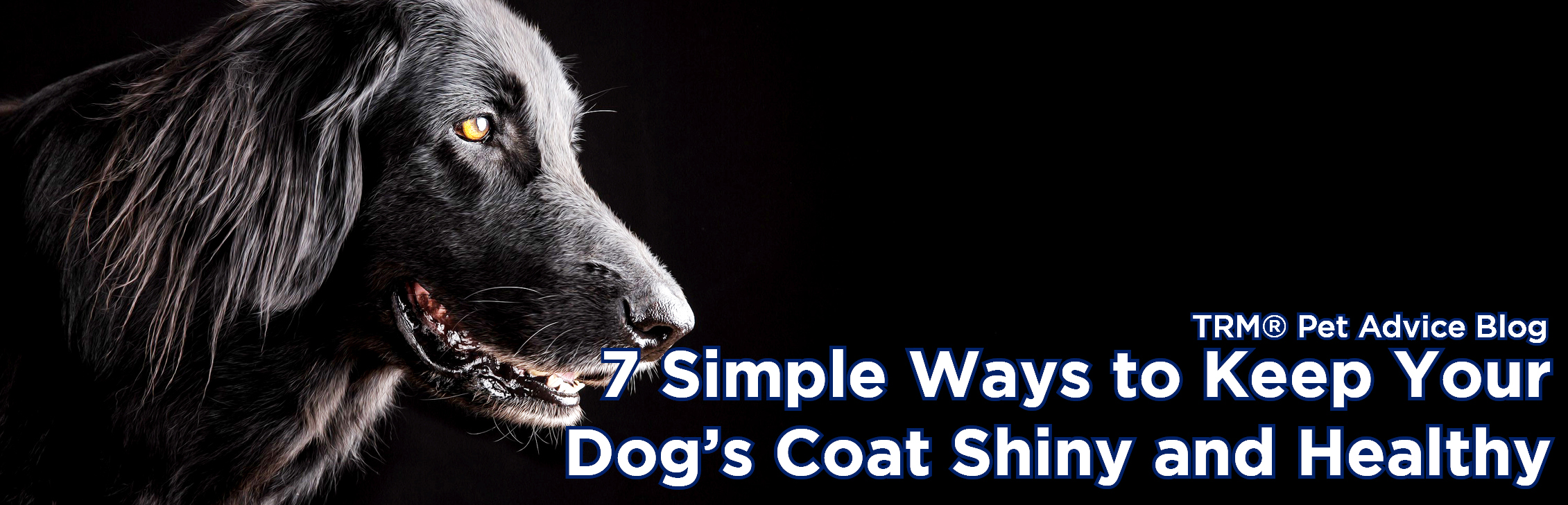 How to keep a dog's coat shiny hotsell