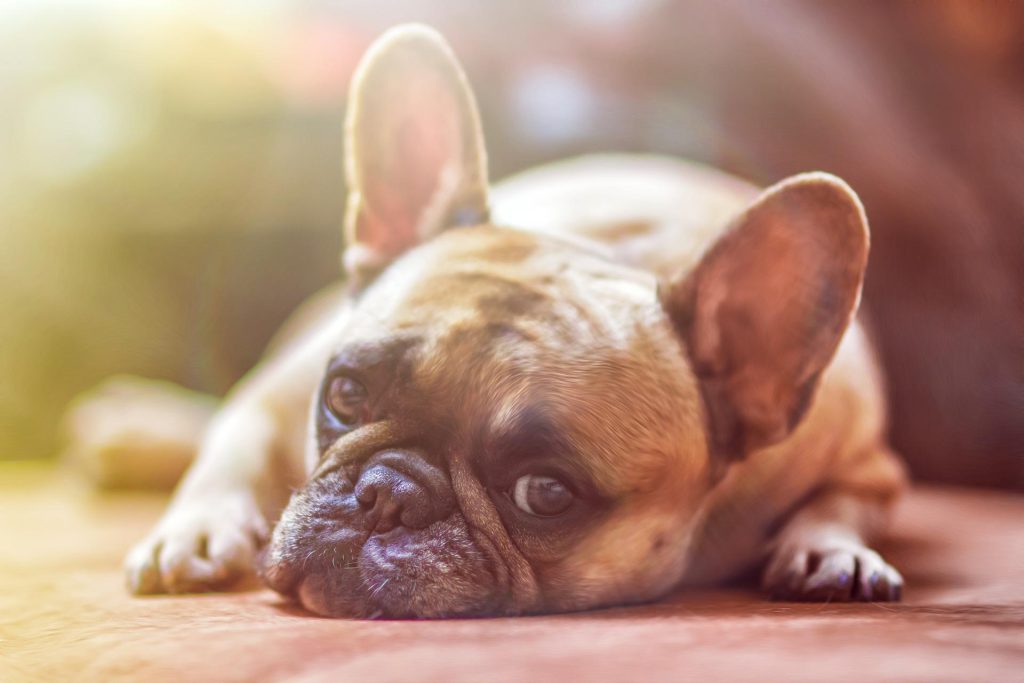 How To Treat A Constipated Dog: 4 Things You Can Give Them